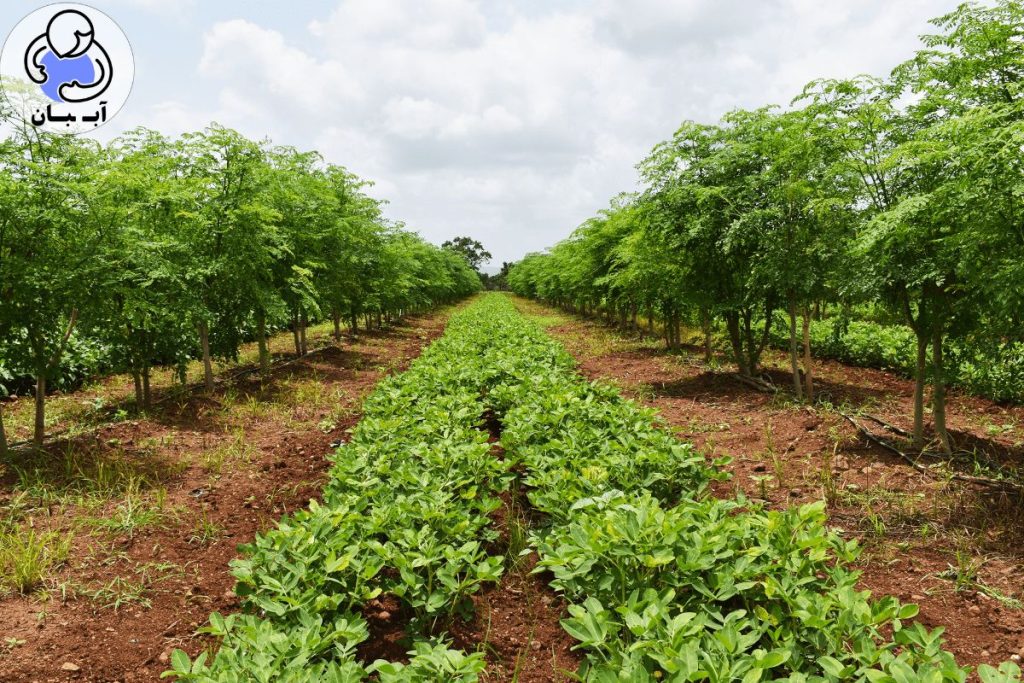 مزایای استراتژیک سوپرجاذب کشاورزی: چرا این محصول، سرمایه‌گذاری برای آینده است؟