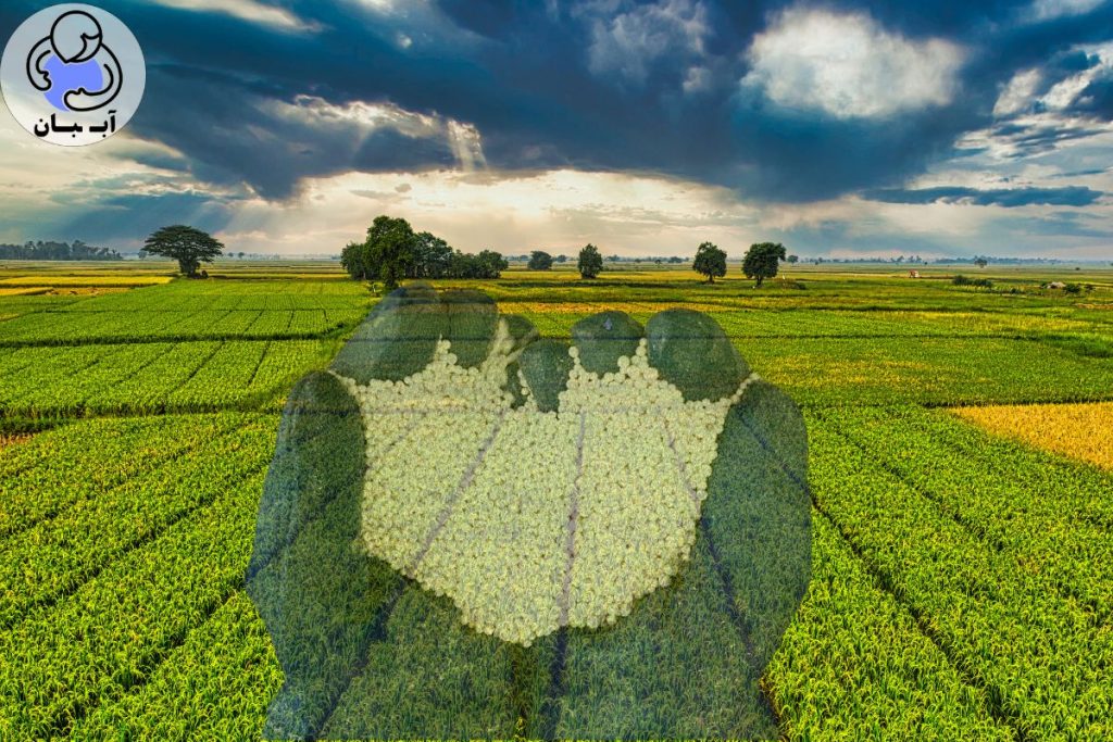 سوپرجاذب کشاورزی چیست؟ کلید مدیریت بهینه آب