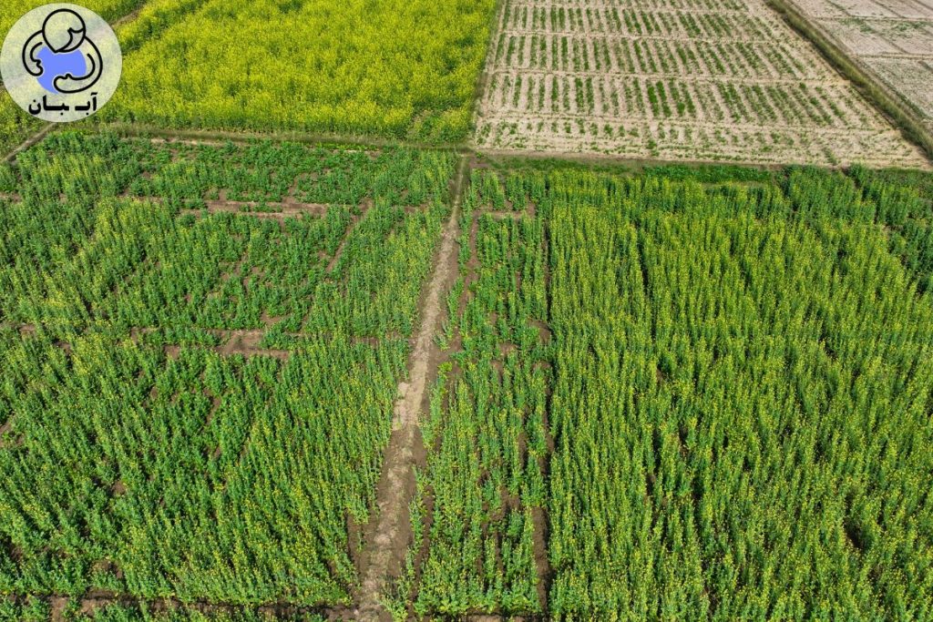 اختلاط ناکافی سوپرجاذب با خاک (توزیع نامناسب)