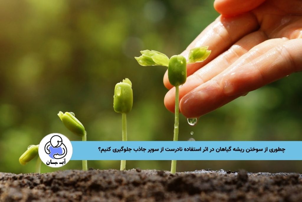 چطوری از سوختن ریشه گیاهان در اثر استفاده نادرست از سوپر جاذب جلوگیری کنیم؟ 